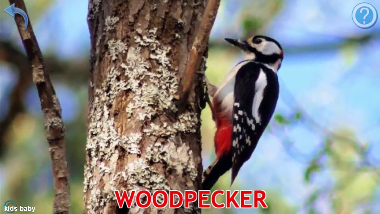 Lear Animals | Birds names and sounds for children | Real and Cartoon Animals