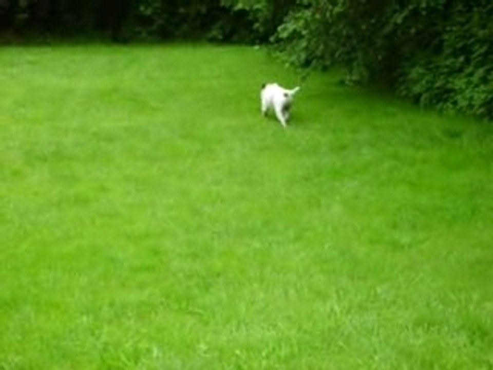 staffi   tom a sceaux