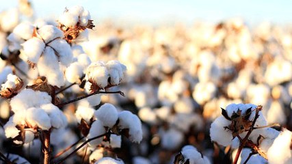 Pamuk 35 Yıl Sonra İlk Defa Tükendi