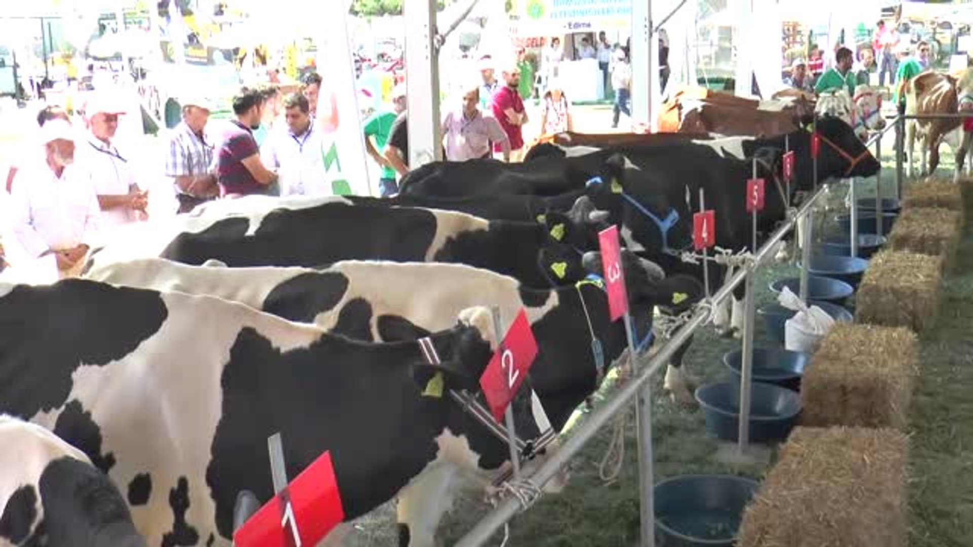 Inek Guzellik Yarismasi Duzenlendi Dailymotion Video