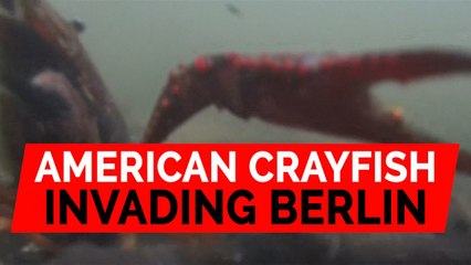 American Louisiana crayfish invade Berlin park
