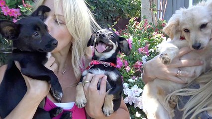 Homeless Dogs Find Belonging After Rescue
