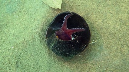 Octopus Trying To Catch a Crab