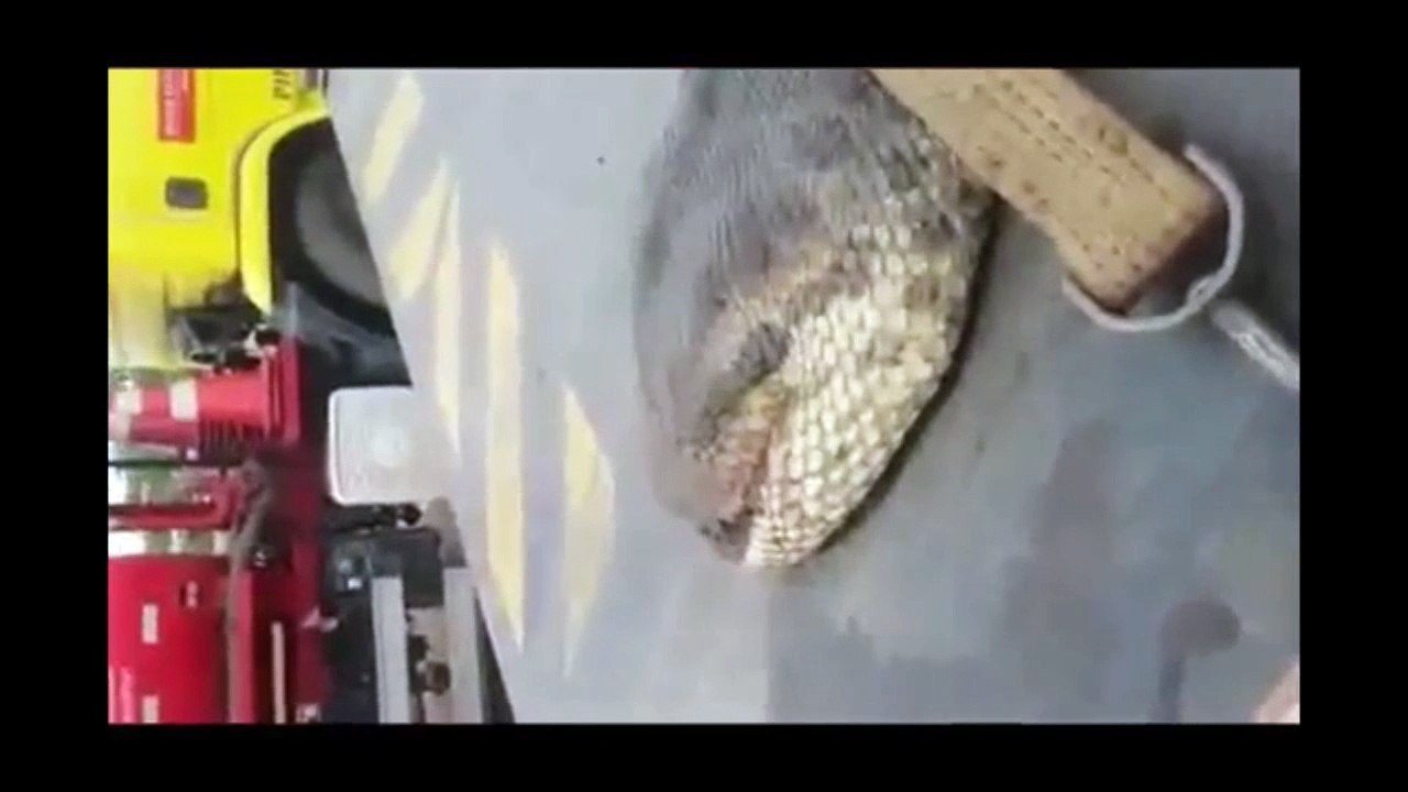 Un anaconda géant de plus de 400 kg découvert au Brésil par des ouvriers