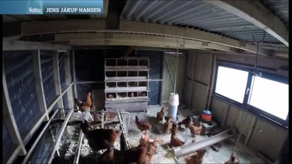 Quand des poules vont se coucher en pleine journée à cause de l'éclipse