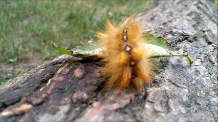 Гусеница стрельчатки кленовой