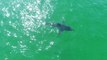 Drone Footage Captures Great White Shark Off Cape Cod Beach