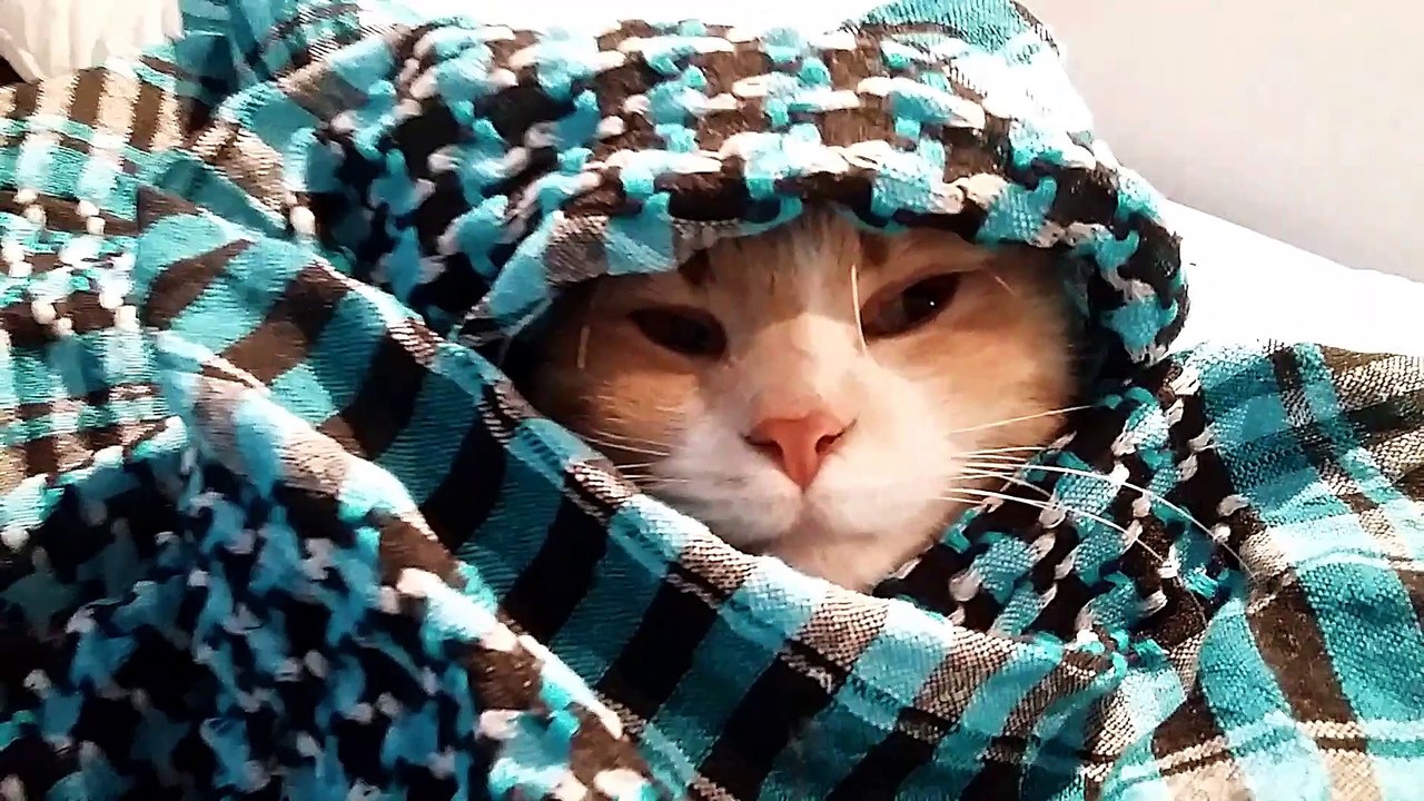 Funny Sleepy cat