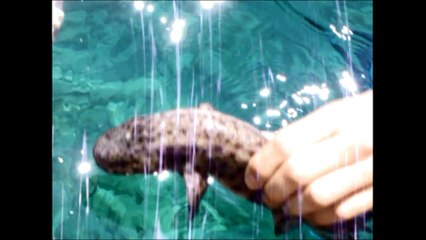 Shark was found dead near the harbor