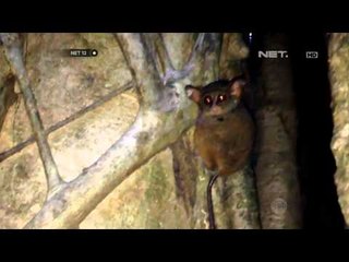 NET12 - Tarsius primata terkecil di Indonesia