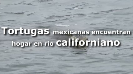 Tortugas mexicanas encuentran hogar en río californiano