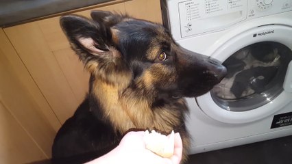 Perro no aguanta ser interrogado por su dueña luego de una travesura