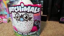 New Baby Bearakeet Hatching! Boy or Girl?! Hatchimals Surprise Eggs Hatching Birthday!