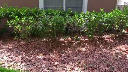 Frozen Elsa Baby & Maleficent VS Giant Hamburger, Giant Pink Spiderbaby, Giant foot