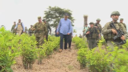 Colombia tiene 35.000 hectáreas menos de coca este año.-