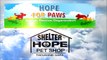 Hope For Paws- Angelo - a homeless dog living in a trench next to a biohazard disposal company.