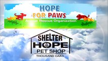 Hope For Paws- Angelo - a homeless dog living in a trench next to a biohazard disposal company.