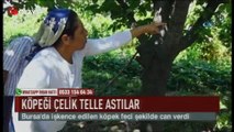 Bursa'da vahşet! Köpeği çelik tele astılar! (Haber 25 08 2017)