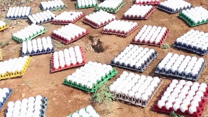 Old Indian cook 2500 Eggs with chicken for charity!