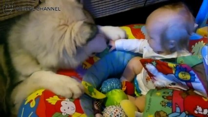 かわいいハスキー犬と赤ちゃん！シベリアンハスキー犬&マラミュートが赤ちゃんをお世話している姿が超かわいい！／Siberian Husky is taking care of the