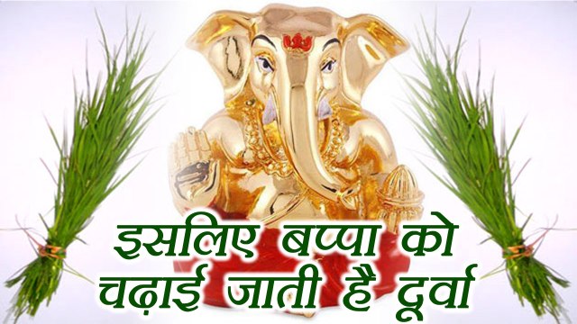 Ganesh-chaturthi: भगवान गणेश को क्यों चढ़ाते है दूर्वा | Why Lord Ganesha offered dhruva | Boldsky