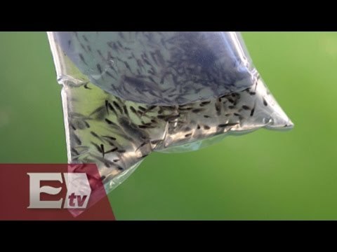 Emplean en México pez Gambusia para combatir el zika/ Kimberly Armengol