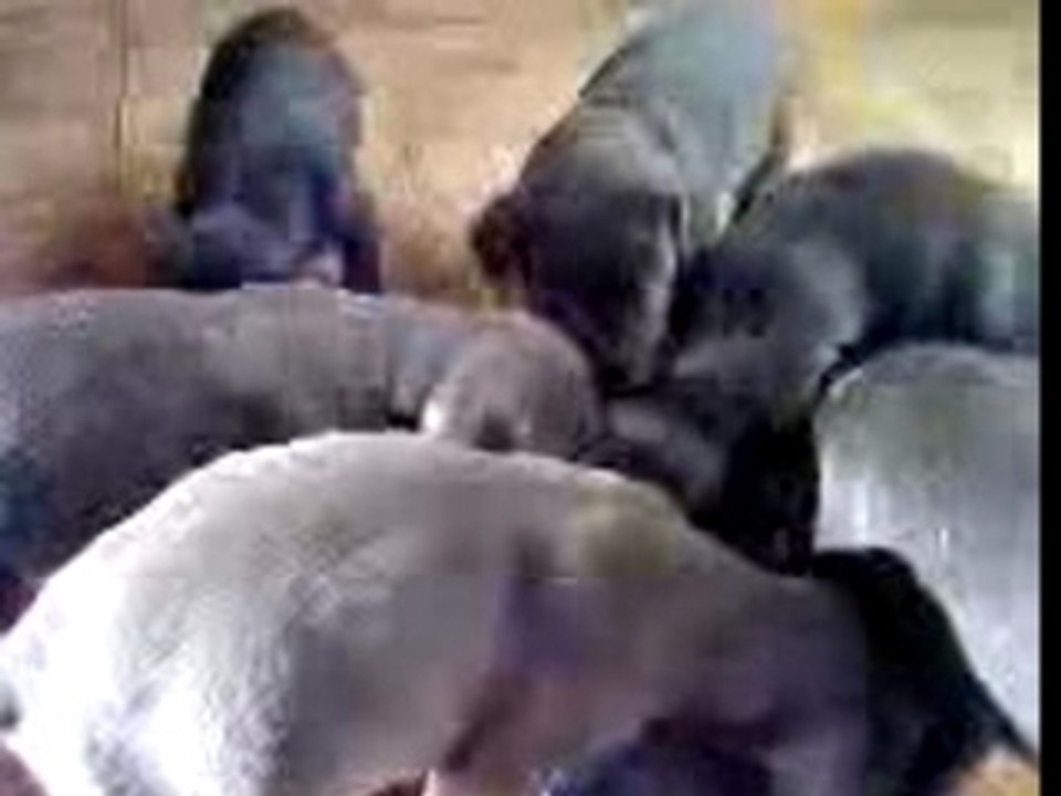 Chiots Dobermann (1)