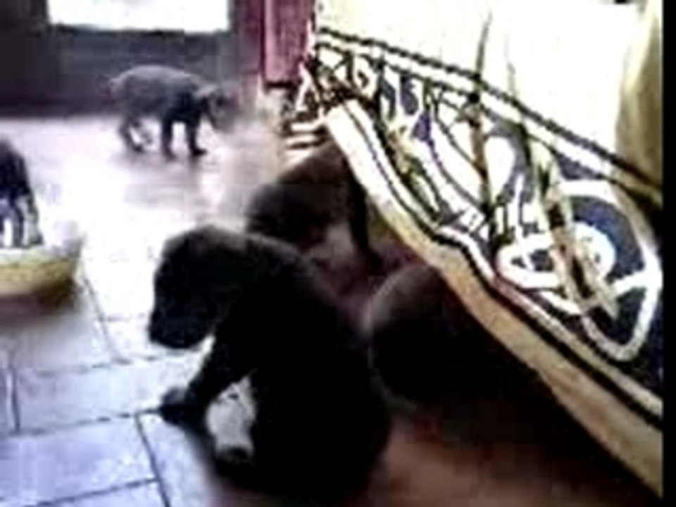 Chiots Dobermann (2)