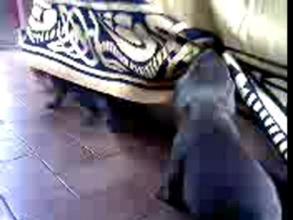 Chiots Dobermann (3)