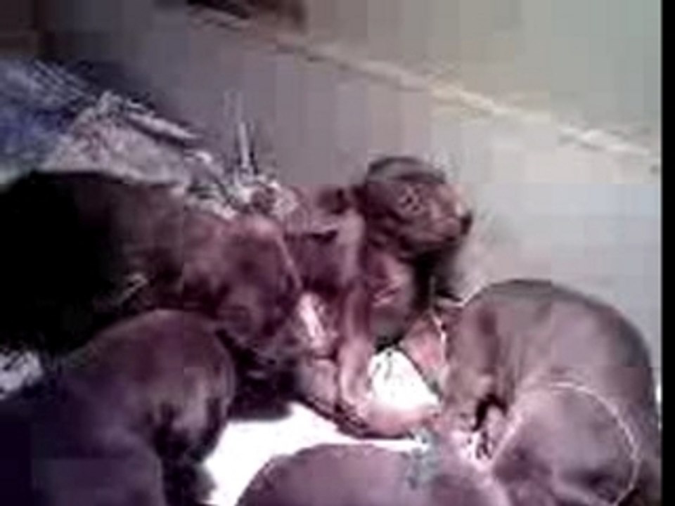 Chiots Dobermann (6)