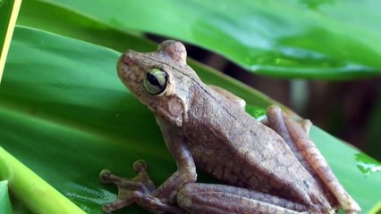 Những căn bệnh nguy hiểm đe dọa trái đất bắt nguồn từ các loài động vật