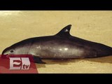 Muere vaquita marina en aguas de Baja California / Mariana H