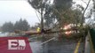 Caída de árbol provoca cierre de carretera México-Cuernavaca/ Yazmín Jalil
