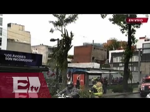 Caída de árboles en la CDMX por fuertes rachas de viento/ Paola Virrueta