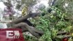 Continúan estragos por fuertes vientos en la Ciudad de México / Ricardo Salas