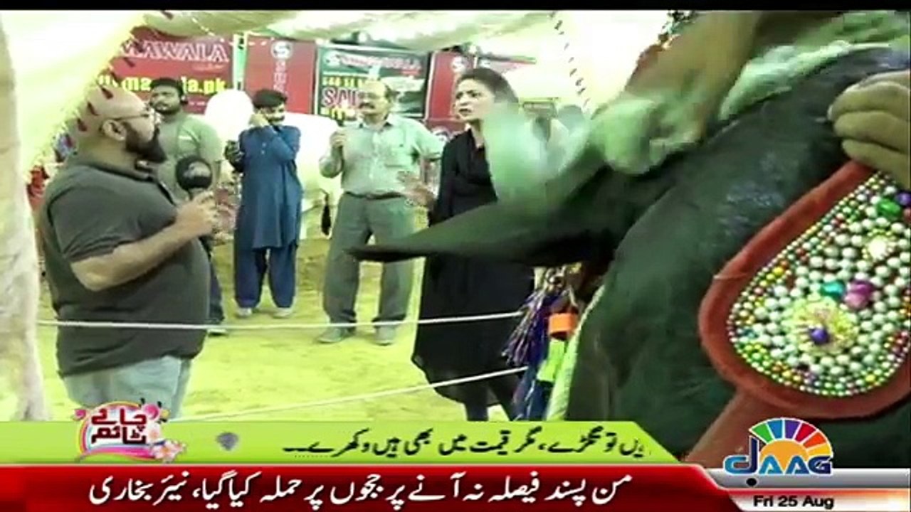 Embarrassing Moment For Host in Cow Mandi - Must watch