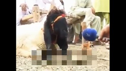 Very Funny Totay Clip About Qurbani Ka Bakra