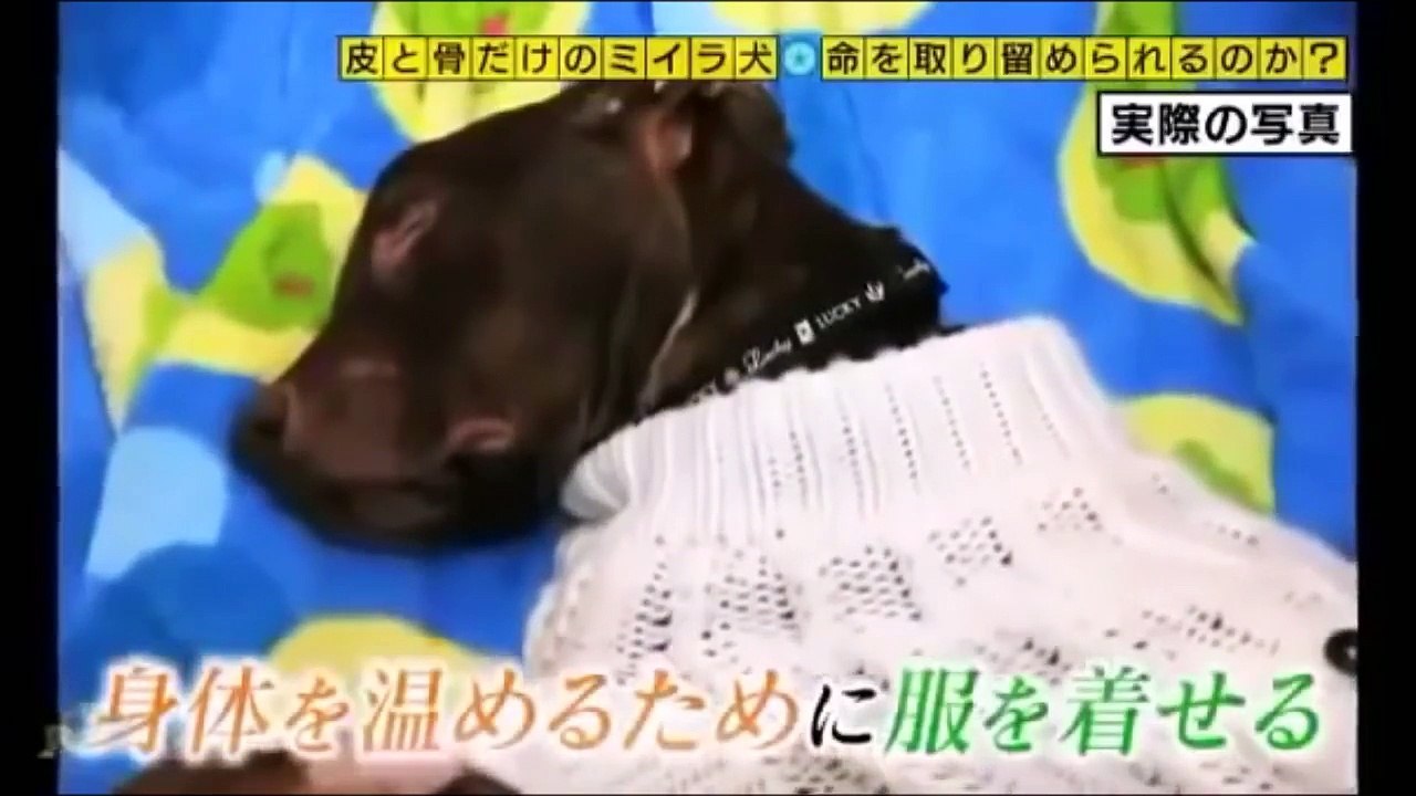 奇跡体験!アンビリバボー 世界が震撼した衝撃写真！ゴミ捨て場にミイラのように痩せ細った犬が棄てられていた。