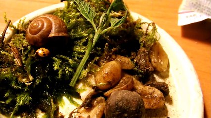 Кустарниковая улитка