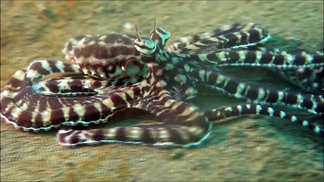 Ce poulpe incroyable change d'apparence en fonction du sol