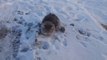 Un pauvre chat piégé dans la glace va etre secouru de justesse
