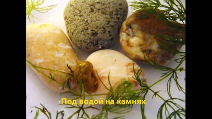 Физа заостренная  (Physa acuta)