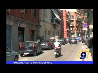 Barletta | Gatto morto su un' auto