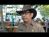 Kontes Sapi dengan Bobot Ekstrem di Jombang -NET5