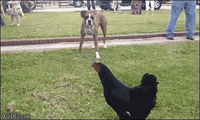 a Chicken Freaking out a big Dog