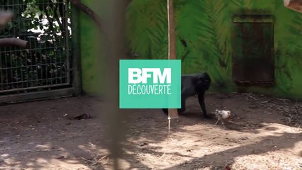 En Israël, une histoire d'amour insolite entre une macaque et un poulet