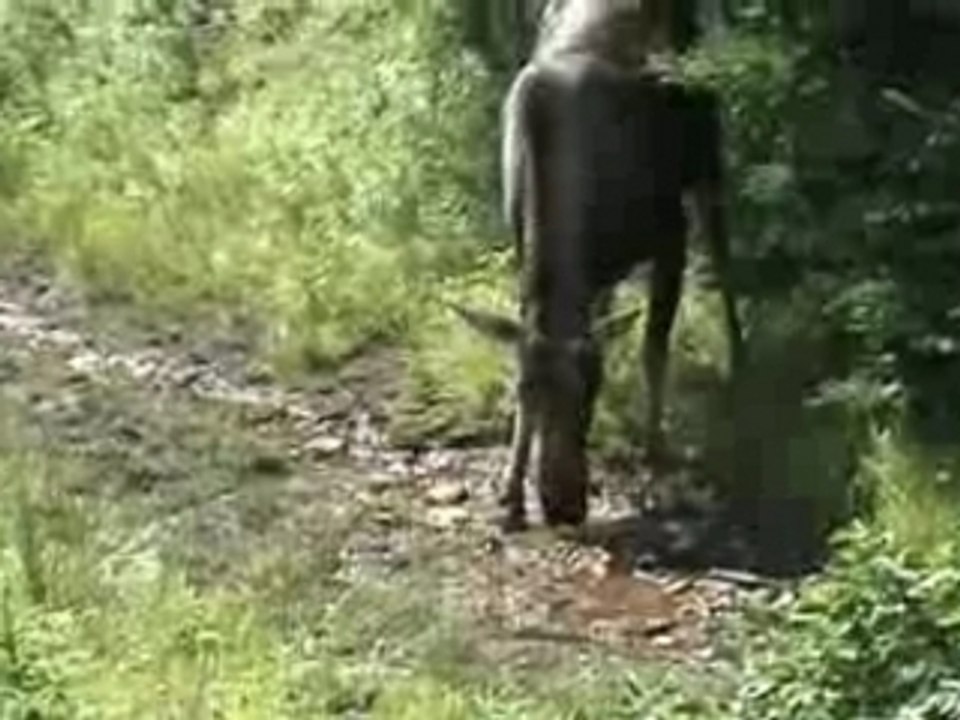 Moose - Orignal