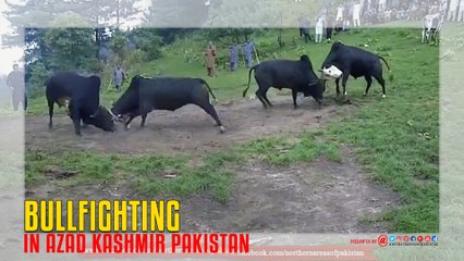 Bull Fighting In Azad Kashmir Pakistan