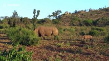 Rhino mum charges at lion after it tried to attack her baby