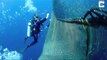 Ces plongeurs viennent liberer un requin baleine piégé dans un filet. Magnifique